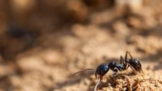 Las hormigas llevan más de 60 millones de años cuidando y protegiendo sus hormigueros