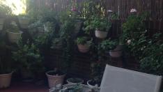 Planta de fresas en casa de Pilar Campos, participante del proyecto 'Vigilantes del cierzo'.