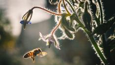 Las abejas son especialmente vulnerables al cambio climático, ya que tienen poca capacidad de reacción ante los desastres naturales