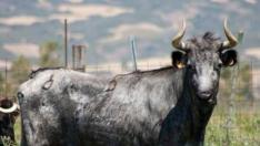 Vaca de 'La Rebomba', en Alfajarín