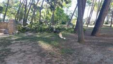 Caída de un árboles en el Parque Grande