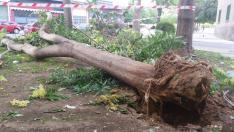 Cae un árbol de 18 metros sobre dos coches en las Delicias.