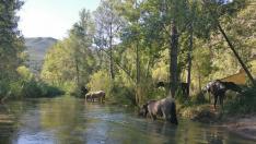 Los caballos limpian de cañas un tramo del río Turia a la salida de Loriguilla (Valencia).