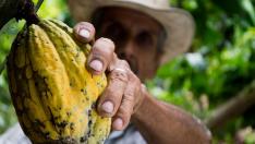 Tomar cacao natural puede proteger de enfermedades cardiovasculares.