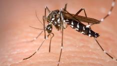 Mosquito tigre (Aedes albopictus)