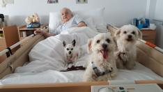 Terapia con perros para 'olvidarse' del alzhéimer