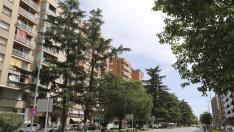 Un informe aconseja talar 15 árboles de gran porte en el paseo Ramón y Cajal de Huesca