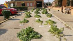 Localizadas 27 plantas de marihuana ocultas entre un maizal en Fréscano