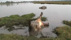 Un centenar de hipopótamos muere en Namibia debido a un brote de carbunco
