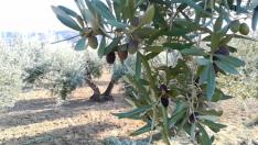 Oliete: apadrina un olivo, como Juan Antonio Corbalán