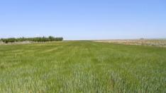 El precio de la tierra agraria se dispara en Aragón en mitad de la crisis del sector