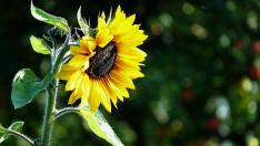 Este aceite se extrae del prensado de las semillas de la planta del girasol.