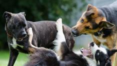 Los perros grandes encuentran más dificultades a la hora de ser acogidos en un nuevo hogar.