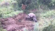El drama de la caza furtiva: una cría de rinoceronte trata de amamantarse de su madre muerta y mutilada