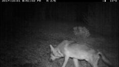 Imagen captada el 1 de octubre de 2017 con una cámara de fototrampeo en la Ribagorza.