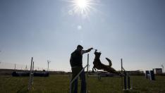 En Bolscan se combinan las facetas de residencia canina con las de centro de adiestramiento deportivo de estos animales.