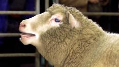 La oveja Dolly fue el primer mamífero clonado a partir de una célula adulta.