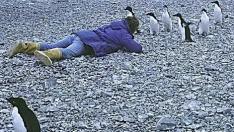 Pingüinos adelaida jóvenes, en la Antártida