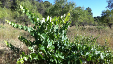 Los vinos se han producido a partir de variedades de uva en peligro de desaparición