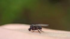 Más de 28.000 aragoneses fueron tratados por picaduras de la mosca negra en junio de 2017