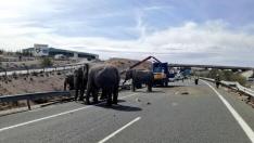 Un camión de elefantes vuelca en Albacete.