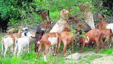 Un rebaño de cabras se alimenta de los pastos existentes bajo los árboles e incluso de los frutos y hojas de sus ramas.