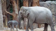 Muere un hombre tras ser pisoteado por un elefante salvaje en el suroeste de China