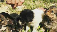 Cuatro cachorros, encontrados en una granja abandonada, buscan casa