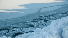 El transporte masivo de algas en el Ártico podría afectar a muchas especies de seres marinos.