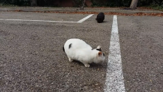 Una de las colonias de gatos de la capital aragonesa.