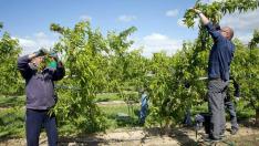 Labores en campos de nectarinas y albaricoque el pasado mes de mayo en La Almunia.