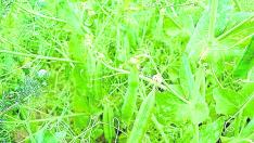 Cultivos de leguminosas en los campos aragoneses para su utilización como pienso.