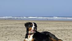 ¿Puedo ir a la playa con mi perro?