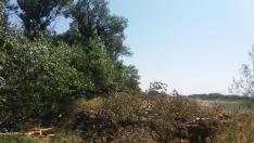 Varios árboles caídos por la tormenta y el viento cortan el paso en el camino del Ebro