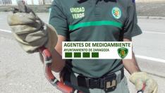 El ejemplar de falsa coral capturado en San José.