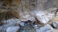 El jabalí, que pesaba entre 60 y 70 kilos, debió caer al cauce del barranco desde una de las paredes.