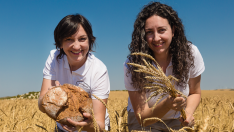 La familia Marcén ha recuperado la variedad de trigo Aragón 03