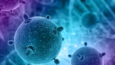 Las células inmunitarias atacan las infecciones y células extrañas del cuerpo.