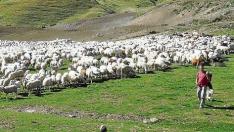 Un rebaño de ovejas trashumantes pastando en las praderas de Formigal.