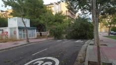 El árbol caído en la calle de Somport que ha obligado a cortarla.