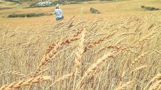 Campo de cultivo de trigo Aragón 03.