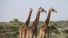 Una jirafa aplasta y hiere de gravedad a una mujer y su hijo en Sudáfrica