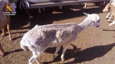 Uno de los ejemplares de ovino que han tenido que sacrificarse debido a su mal estado.