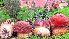 Boletus en su variedad pinophilus recién cosechados por el micólogo Ángel Leiva. Es una de las setas más populares en Aragón y que más se venden y cocinan.