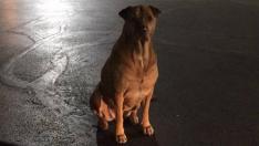 Princess, el perro que se hace pasar por callejero para conseguir hamburguesas de McDonald's.