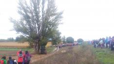 El público presencia la exhibición de poda del chopo cabecero en Torrijo.