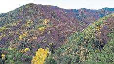 Vista panorámica del bosque de la Pardina del Señor, en otoño.