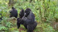 Un estudio reciente muestra gorilas macho que juegan y cuidan a las crías, incluso a las de otros machos