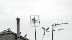 Un puñado de palomas sobre los tejados y las antenas, en el centro del pueblo.