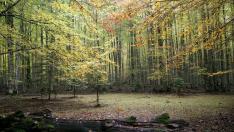 Bosques otoñales en el Parque Nacional de Ordesa y Monte Perdido.
